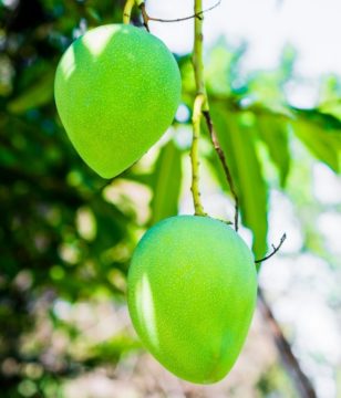 2018cebu green-mango